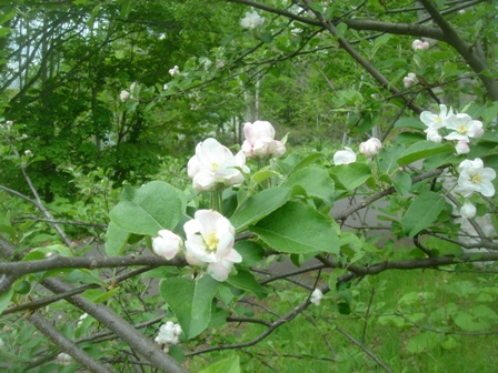 りんごの花