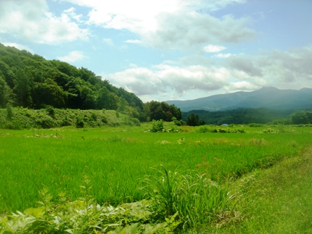 夏のたんぼ風景