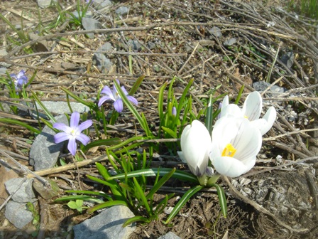 道端の花