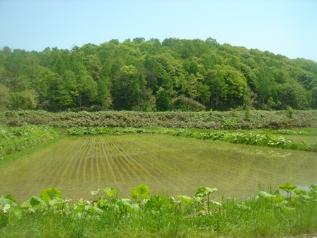 蛙の田