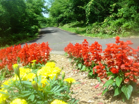 夏の彩り