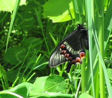 Chou201106