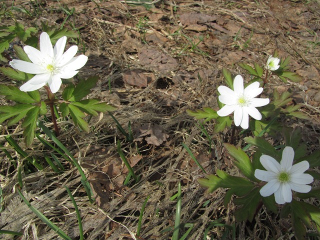 2012spring_Niseko02