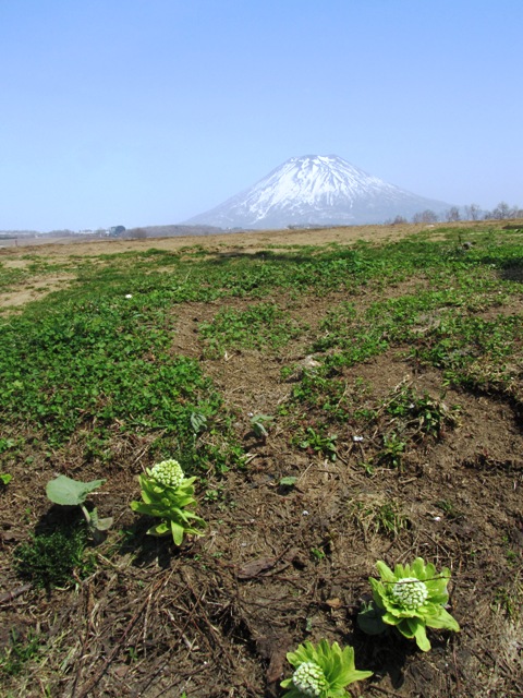 2012spring_Niseko00