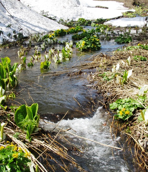 2012spring_Niseko01