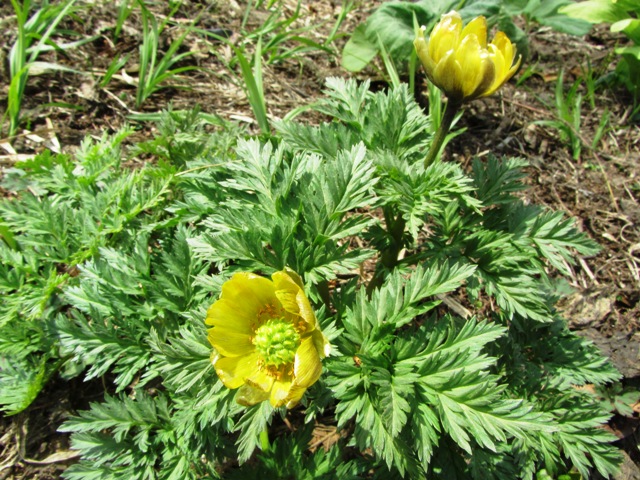 2012spring_Niseko03